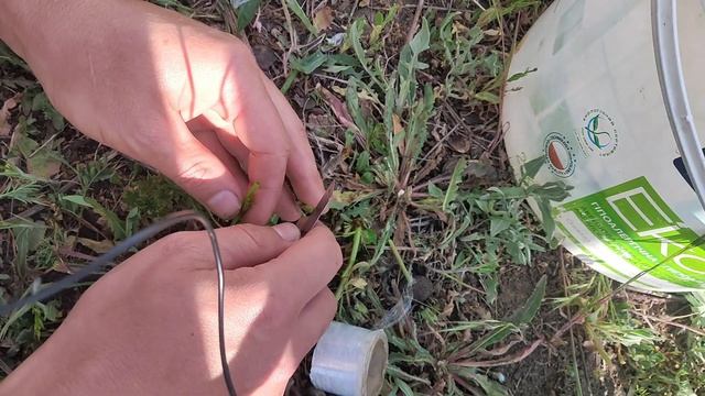 Прививка персика зеленым в зеленое, на поросли дички миндаля и сливы. смотреть онлайн