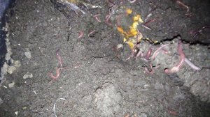 калифорнийские черви.разведение .содержание