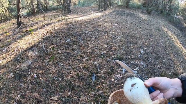 Белые грибы Шолоховского района в конце октября. смотреть онлайн
