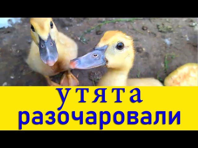 МУСКУСНЫЕ УТЯТА-ДИКАРИ! НЕ БЫВАЕТ РУЧНЫХ УТЯТ! Рубрика - "ВЫ НАМ ПИСАЛИ" (видео-ответ) смотреть онлайн