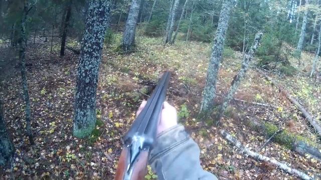 Охота на рябчика у мест кормёжки на краю болота. смотреть онлайн