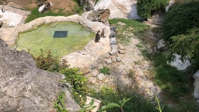 АВСТРИЯ. ВЕНА. Шёнбруннский зоопарк смотреть онлайн