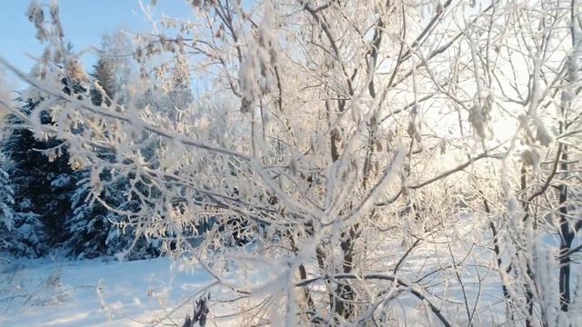 Фотоохота с Альбертом. Птички-невелички. смотреть онлайн