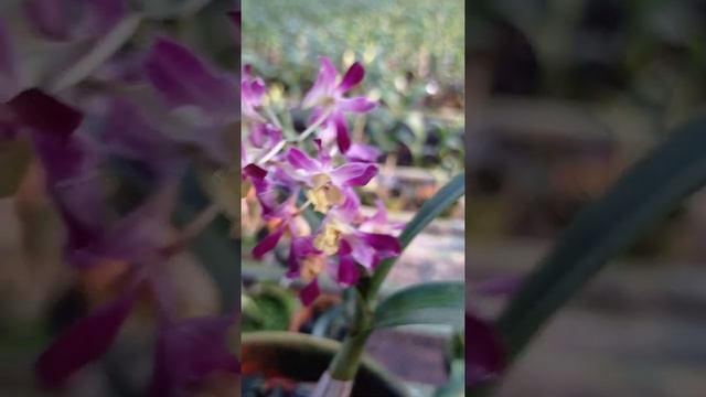 Dendrobium hybrid /tongdaeng x buranajade смотреть онлайн