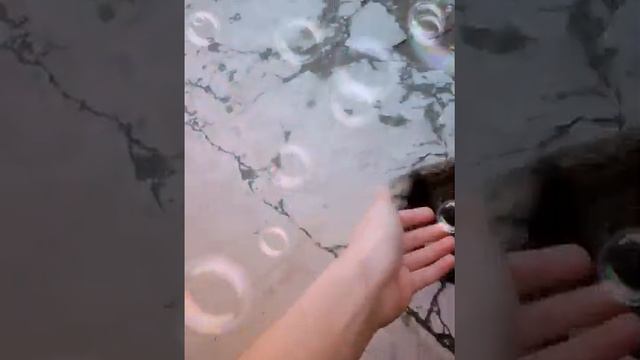 Мои животные (некоторых здесь нет) смотреть онлайн