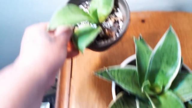 SANSEVIERIA SILVER STAR (SILVER MARGINATA HAHNII)? смотреть онлайн