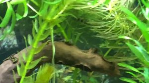 БОЦИЯ МРАМОРНАЯ - УХОД, СОДЕРЖАНИЕ, РАЗВЕДЕНИЕ l НЕПРИХОТЛИВЫЙ ВЬЮН-ЗЕБРА l АКВАРИУМНЫЕ РЫБЫ #18