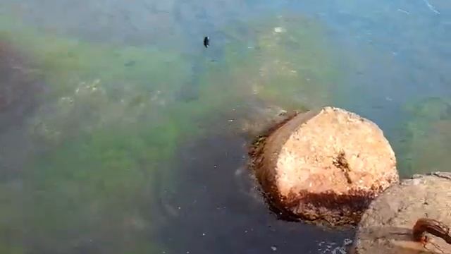 Рыбалка в Сочи: рыба-ласточка смотреть онлайн