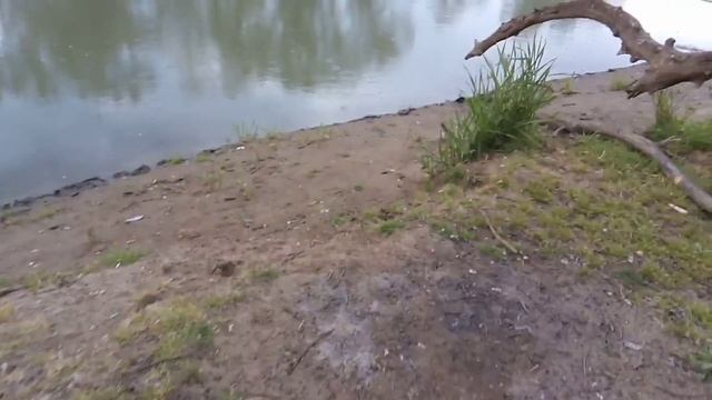 #рыбалка #карасик #лещ #жерих #краснодарскийкрай Рыбалка на реке Кубань смотреть онлайн