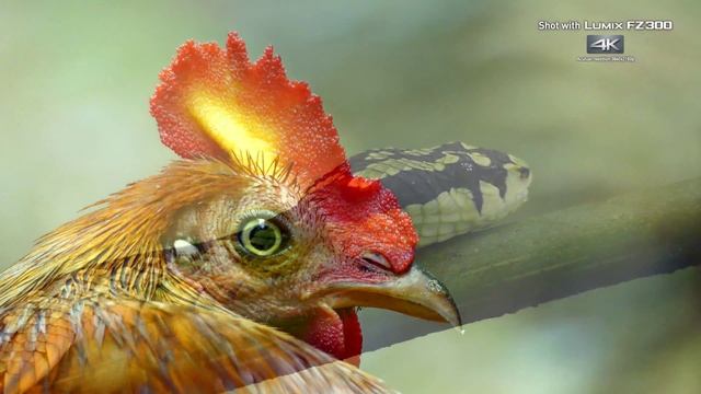 Panasonic LUMIX FZ300 4K Video "The Blessings of Nature in Sri Lanka" by Bence Máté смотреть онлайн