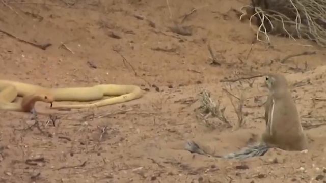 Когда Королевская Кобра Напала Не На Того Противника смотреть онлайн