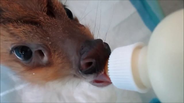 Baby Muntjac Deer смотреть онлайн
