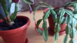 Второе цветение декабристов. Откручиваю сегменты у декабриста.