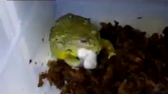 Лягушка ,ест мышку смотреть онлайн