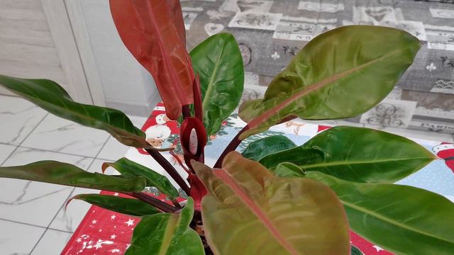 Как цветет филодендрон смотреть онлайн