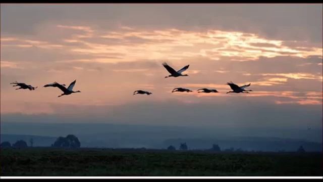 Стая белых журавлей. Паёт Валентина.К смотреть онлайн