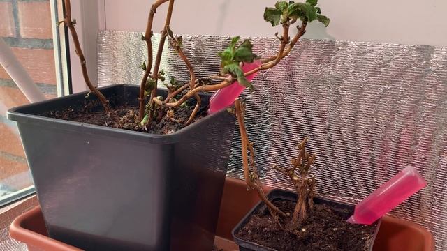 ?БЕДА С МОЕЙ ГОРТЕНЗИЕЙ, ПОЧЕМУ ПОГИБАЕТ ? СПОСОБ КАК СПАСТИ ЦВЕТОК смотреть онлайн