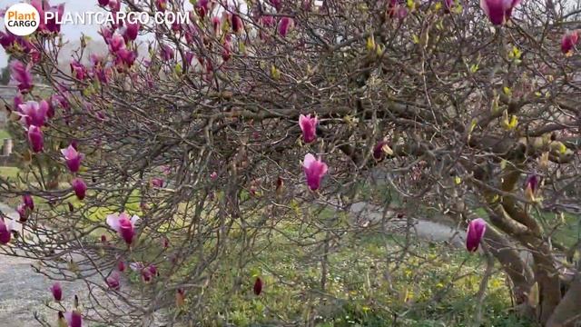 Цветение| Весна 2022 в Италии| Магнолии смотреть онлайн