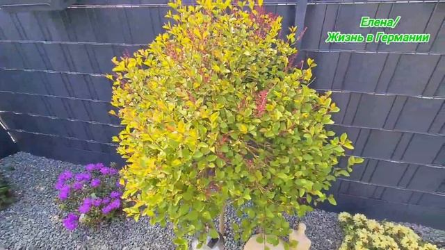Германия / Карликовая Сирень .Идеально для маленьких участников земли . смотреть онлайн