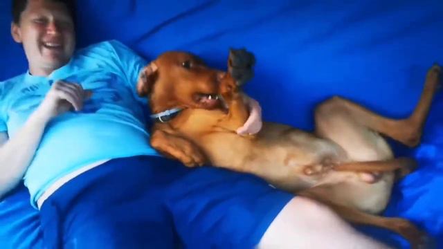 Милый привет от Венгерской Выжлы (magyar vizsla) Энцо (Enzo) хозяйке в лагерь Робин Гуд.