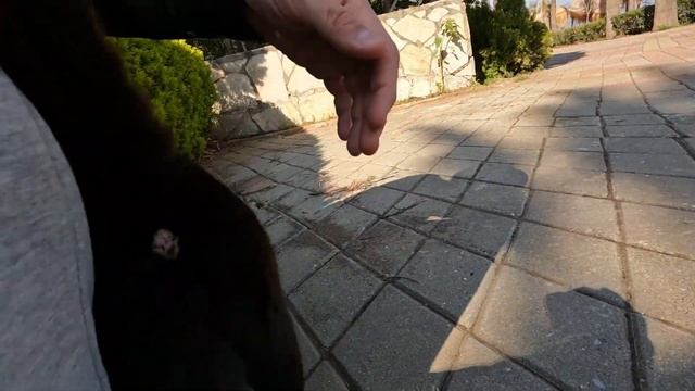 Black cat living in front of the hotel by the sea is very hungry today смотреть онлайн