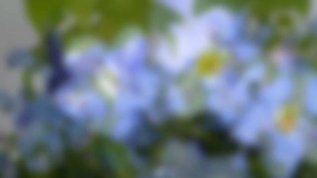 №4. Незабудки / Forget-me-nots Flower смотреть онлайн