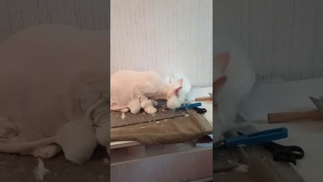 The white cat has its hair cut like a lion./Белый котик подстригся под льва. смотреть онлайн