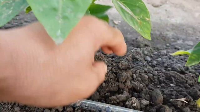 Формирование перца. Какие мероприятия мы производим. Пасынкование. Отрывание листьев смотреть онлайн