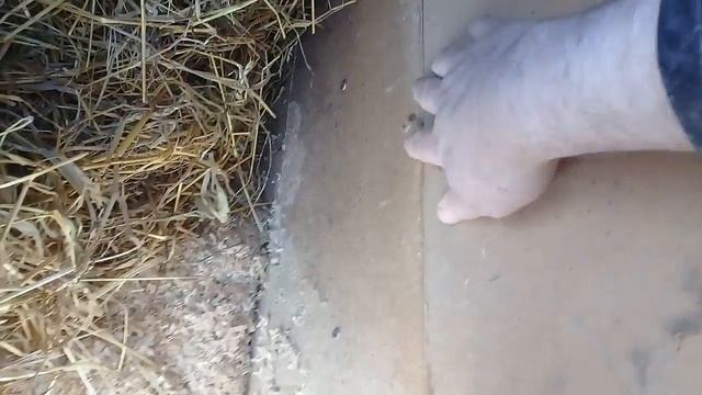 Утепляем Чучин домик. смотреть онлайн