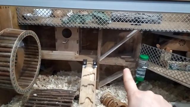 дом для хомяка своими руками. смотреть онлайн