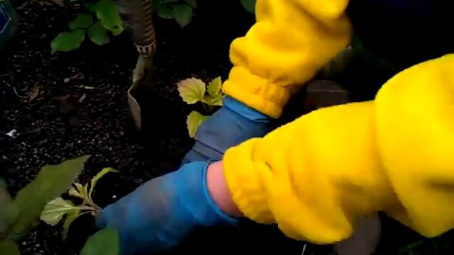 Астры на садовом участке: когда посадить цветы? смотреть онлайн