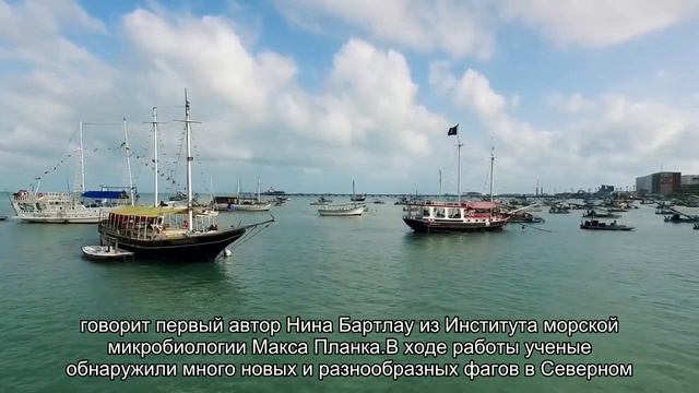 Новые вирусы обнаружили в водах Северного моря смотреть онлайн