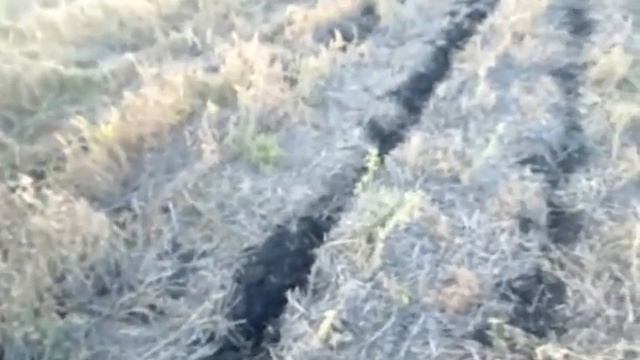 Бінарний посів соняшника в двохрічну люцерну, технологія ноутіл, 2018, поле 1, відео 1 смотреть онлайн