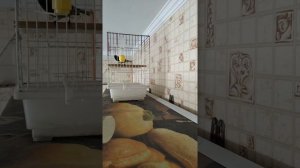 Пение королькового вьюрка (посредственное).