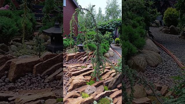 Кедр атласский Глаука Пендула. смотреть онлайн