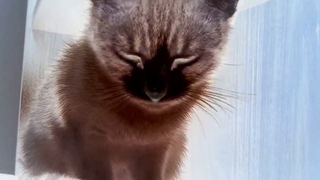 Новая Кошка в доме зовут Ася . Очень редкая кошка !!!!! Чёрная морда всё серо - чёрная кошка. смотреть онлайн