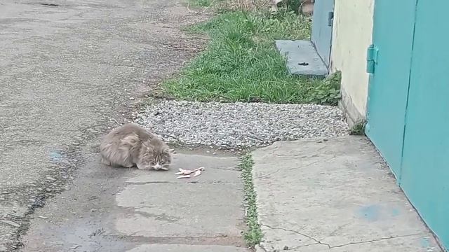 Запорожье. 6.04.23. Перезаливка видео. Саня и швабра . смотреть онлайн