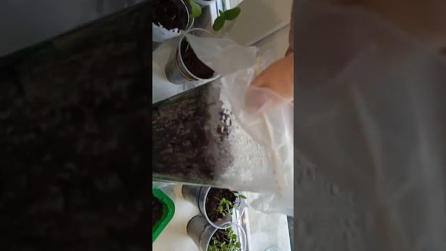 Рассада 2022 года. Новичок. Томаты, острый и сладкий перец. смотреть онлайн