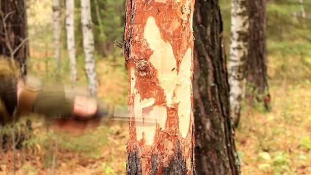 Как срубить дерево ножом | How To Cut Down a Tree With a Knife смотреть онлайн