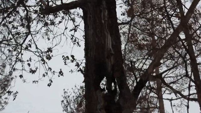 Заброшенные дома и сгоревший лес. Ночевка в зимнем лесу. смотреть онлайн