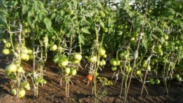 Клещ корневой луковый. Меры борьбы смотреть онлайн
