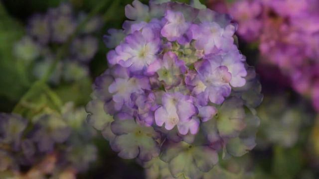 New for 2014: Verbena Sweet Dreams Lavender Twilight смотреть онлайн