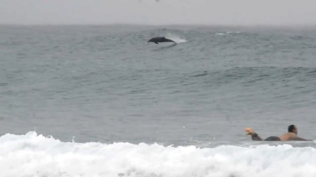 Дельфины и сёрферы смотреть онлайн