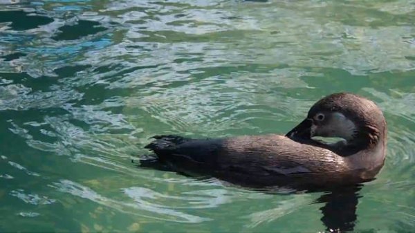 Penguin Facts for Kids | Interesting Educational Video about Penguins for Children | Fun Facts