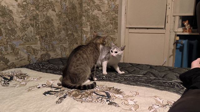 кошки дерутся.mp4