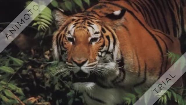 Мантра Пятого Измерения или мантра золотой пыльцы смотреть онлайн