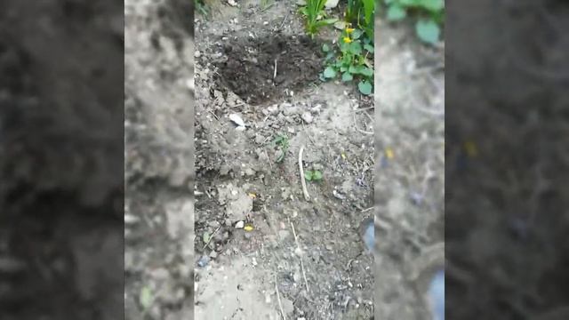 Размножение ясколки. Серебристый ковёр без хлопот и забот)