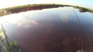 Рыбалка на Цне  Влетел бонусный окунь