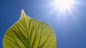 ЧТО  ТАКОЕ  ФОТОСИНТЕЗ  ?