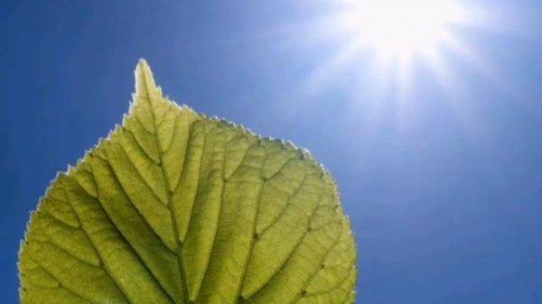 ЧТО ТАКОЕ ФОТОСИНТЕЗ ?